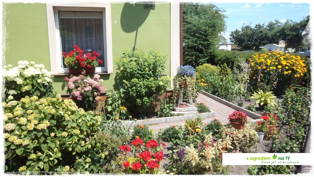 LATO_KWIATOWzogrodemnaty1