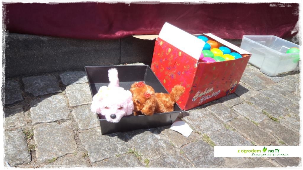 LATO_KWIATOWzogrodemnaty124