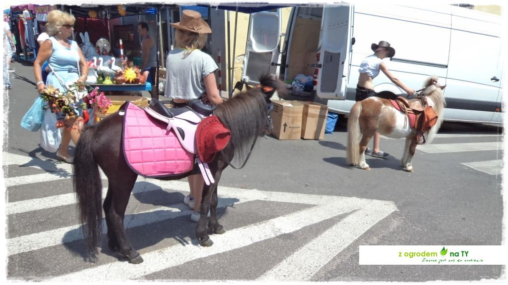 LATO_KWIATOWzogrodemnaty134