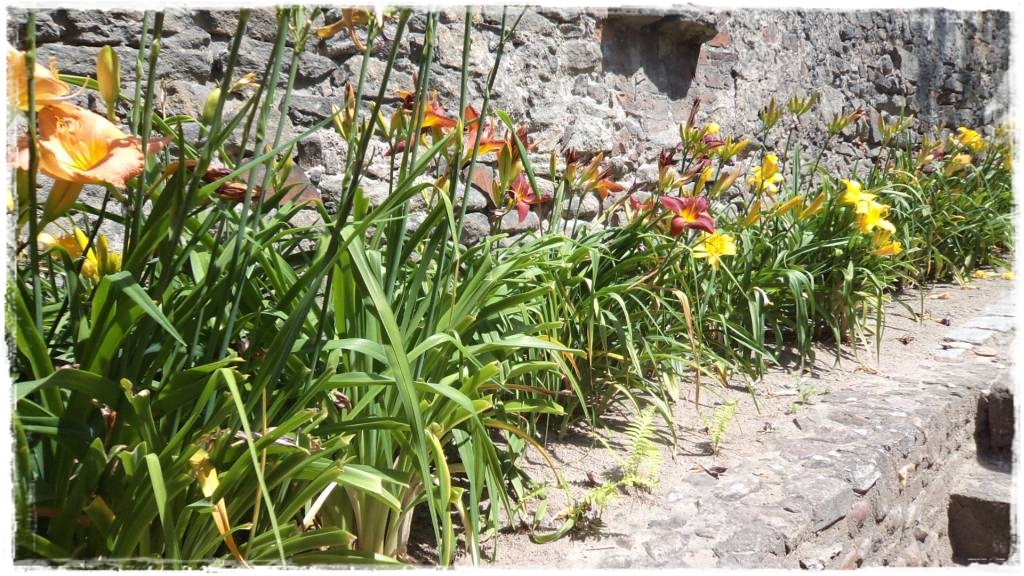 LATO_KWIATOWzogrodemnaty17