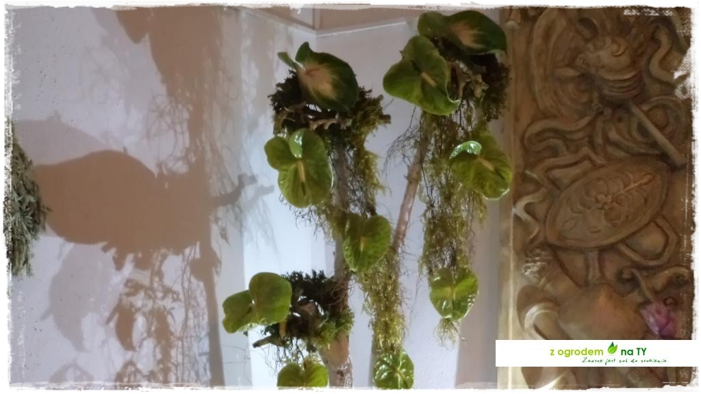 LATO_KWIATOWzogrodemnaty24