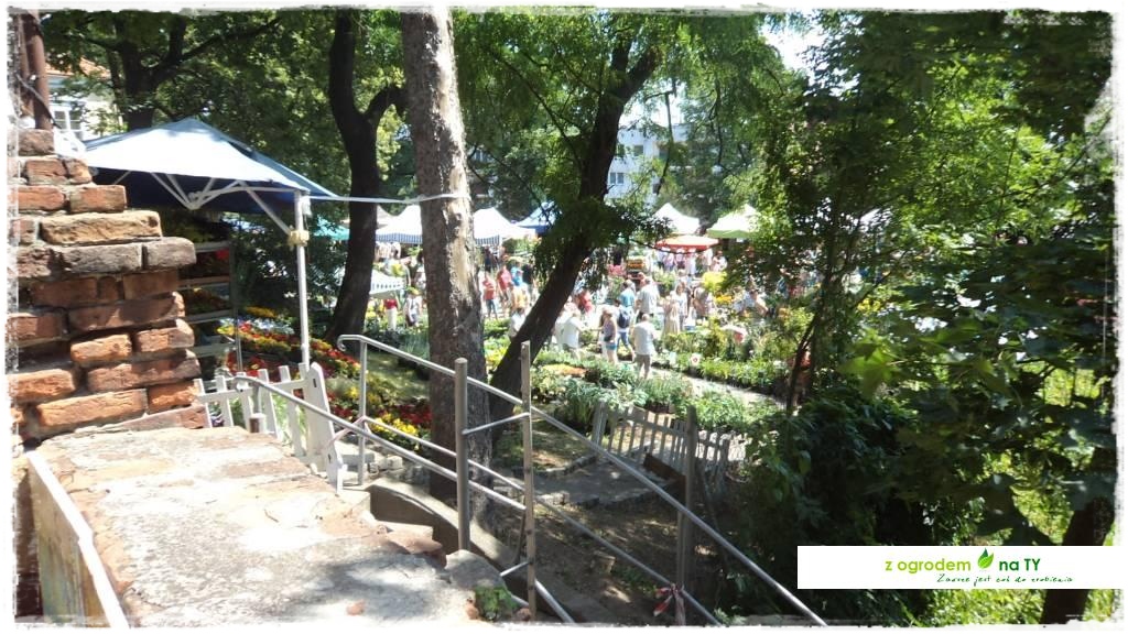 LATO_KWIATOWzogrodemnaty35