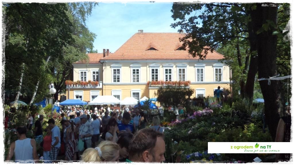 LATO_KWIATOWzogrodemnaty36