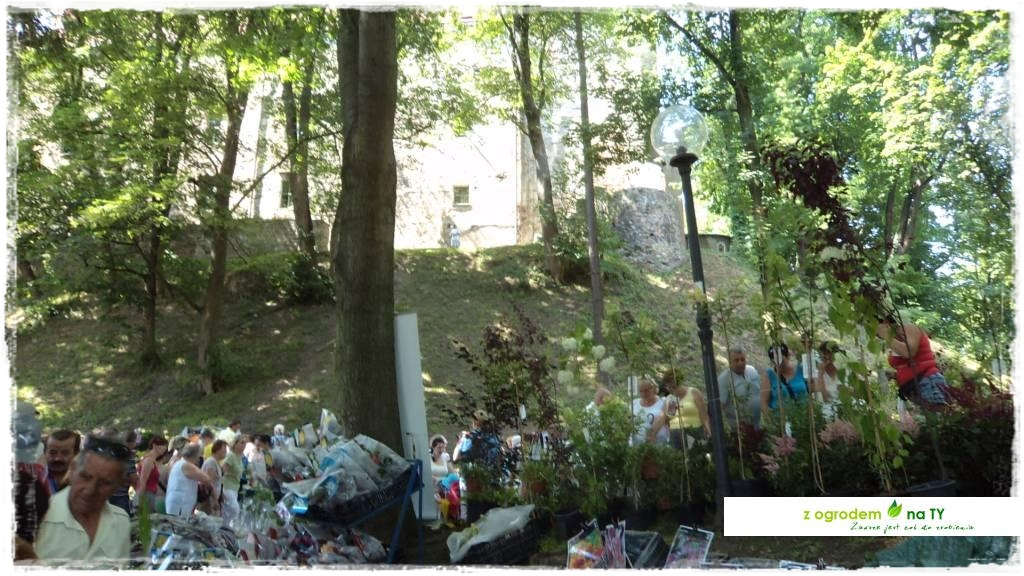 LATO_KWIATOWzogrodemnaty38