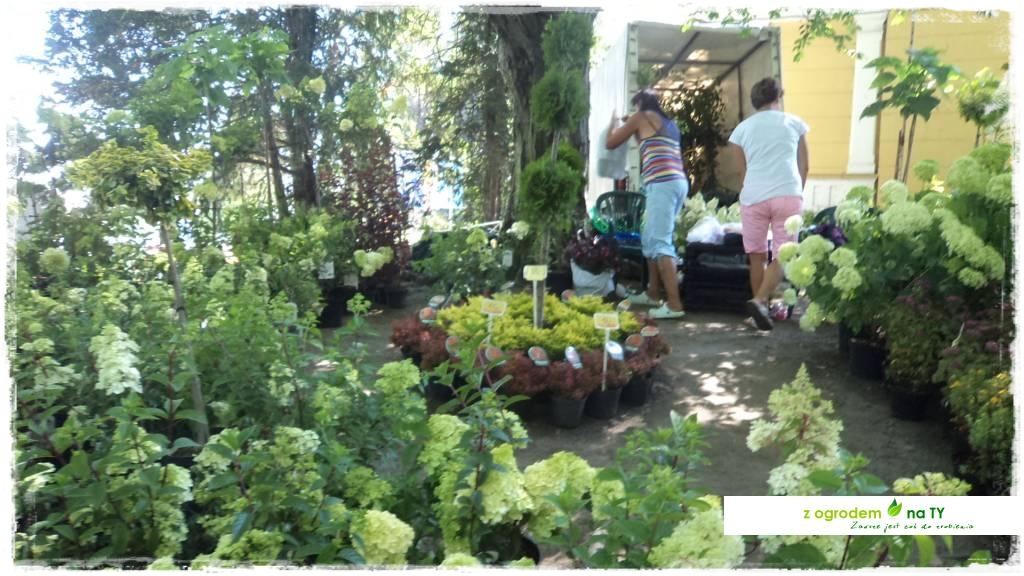 LATO_KWIATOWzogrodemnaty39