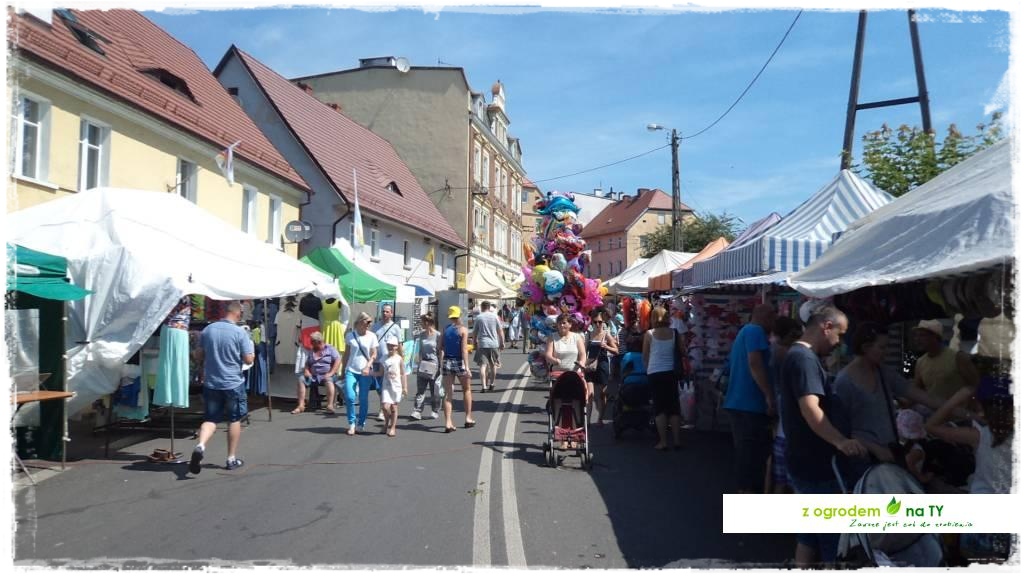 LATO_KWIATOWzogrodemnaty4