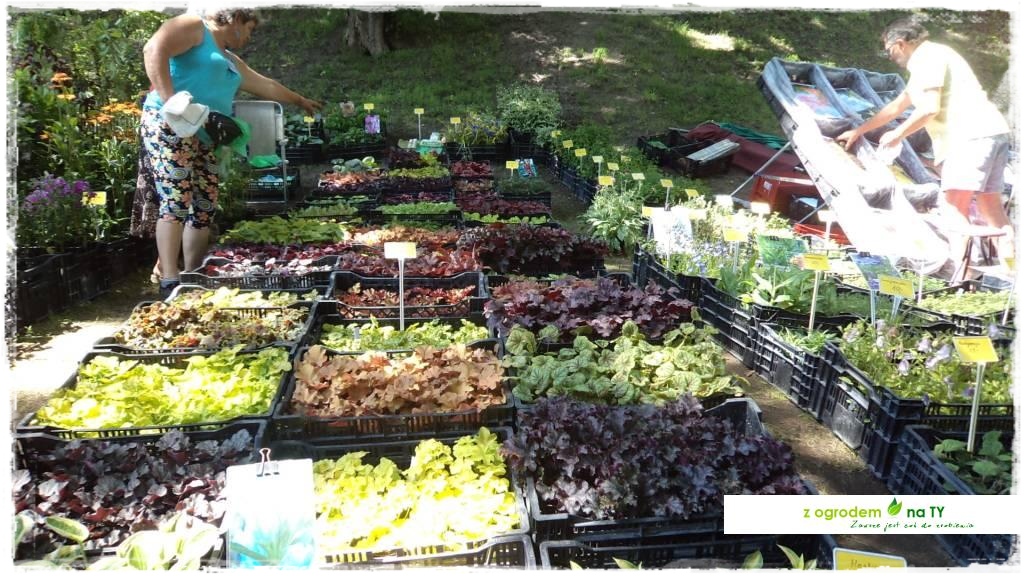 LATO_KWIATOWzogrodemnaty40