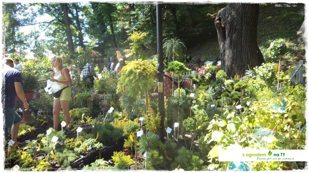 LATO_KWIATOWzogrodemnaty41