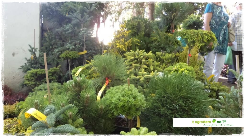 LATO_KWIATOWzogrodemnaty42