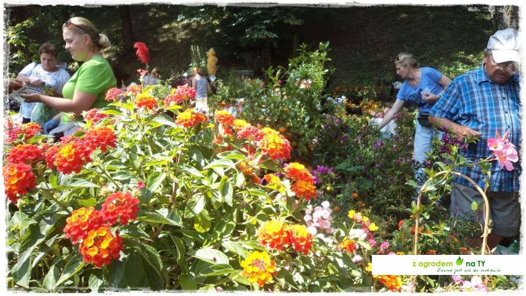 LATO_KWIATOWzogrodemnaty43