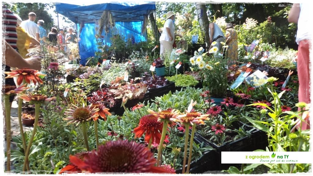 LATO_KWIATOWzogrodemnaty44