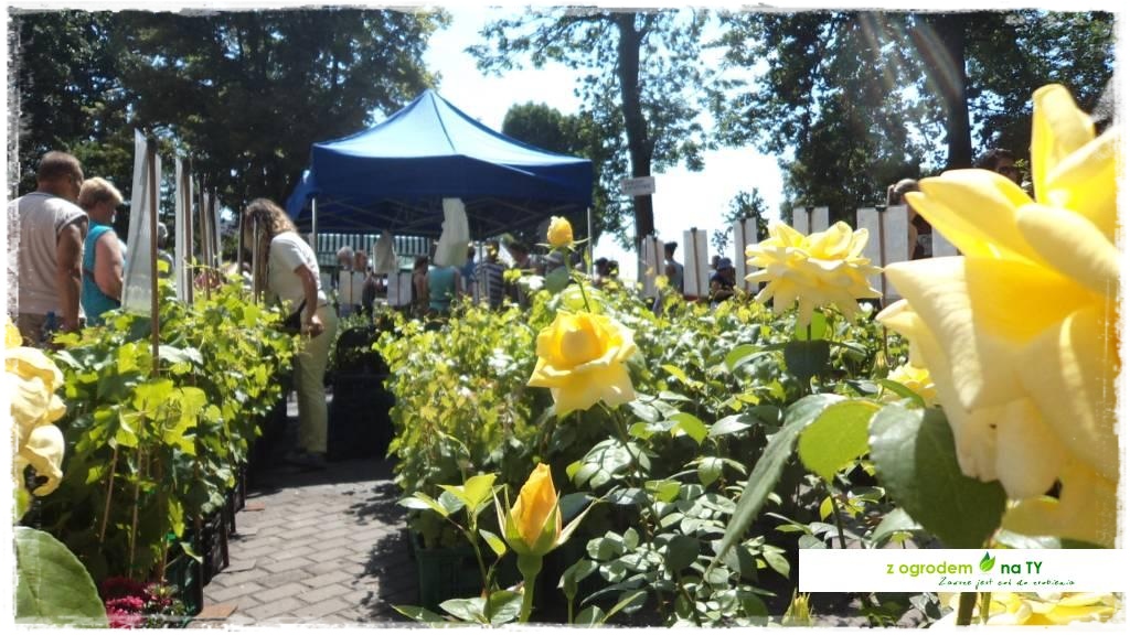 LATO_KWIATOWzogrodemnaty46