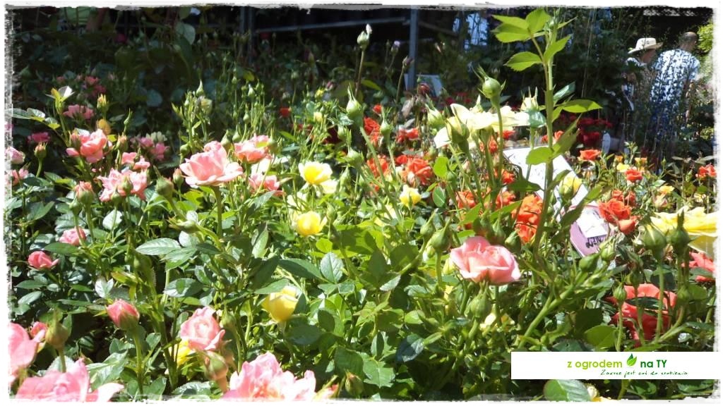 LATO_KWIATOWzogrodemnaty47