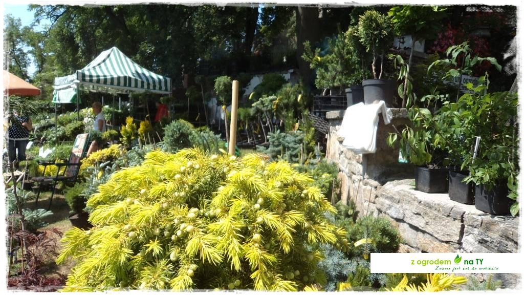 LATO_KWIATOWzogrodemnaty49