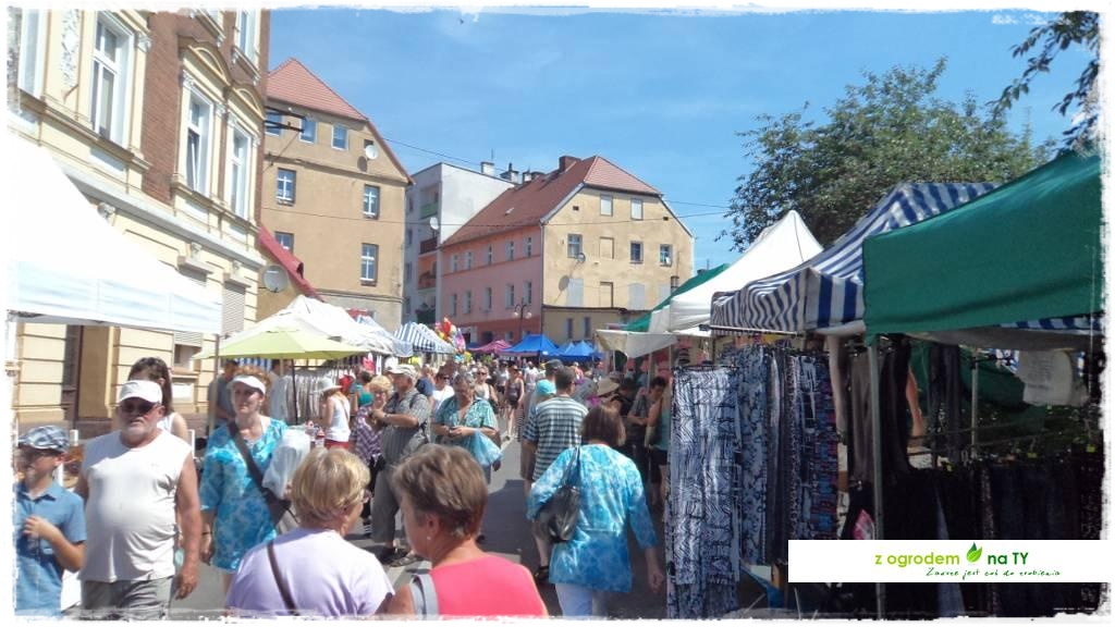 LATO_KWIATOWzogrodemnaty5