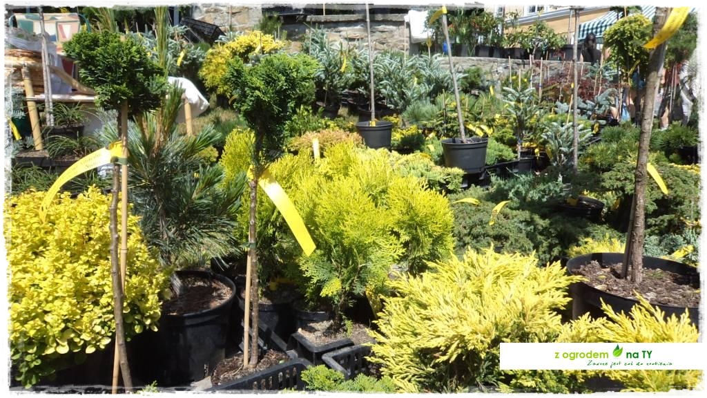 LATO_KWIATOWzogrodemnaty50