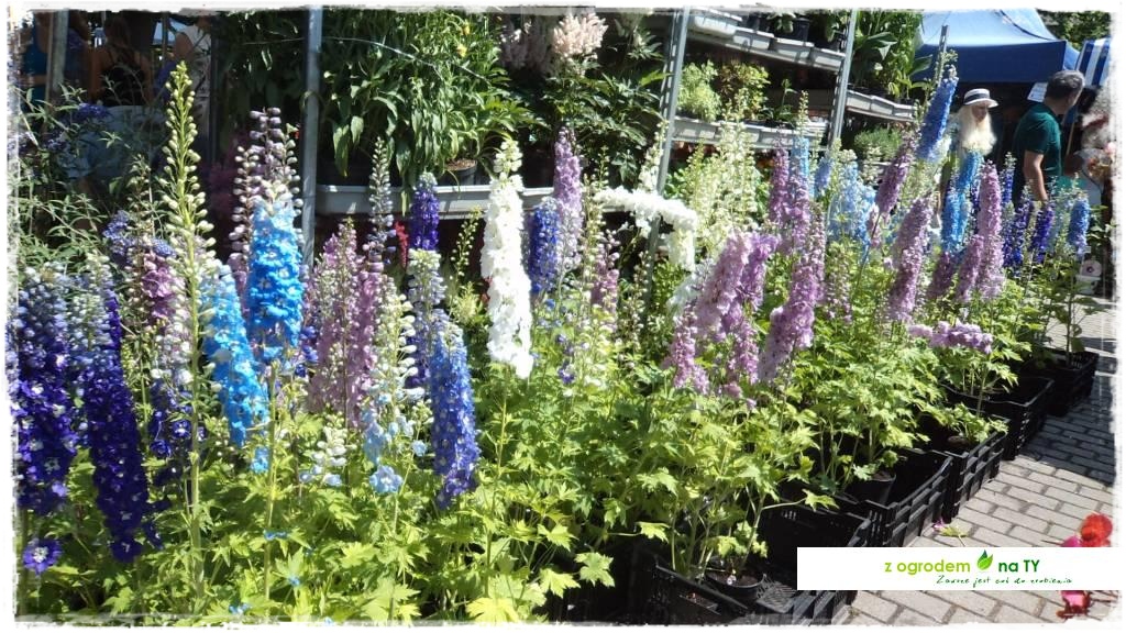 LATO KWIATOWzogrodemnaty51