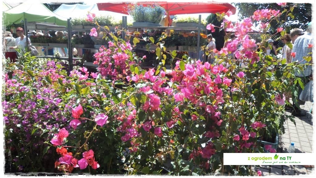 LATO_KWIATOWzogrodemnaty52