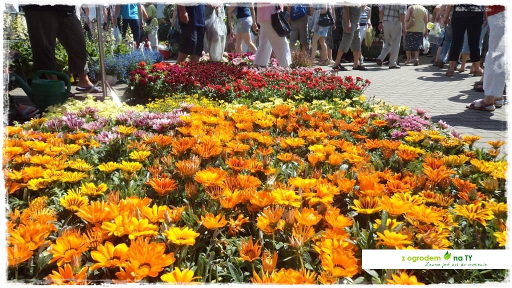 LATO_KWIATOWzogrodemnaty54