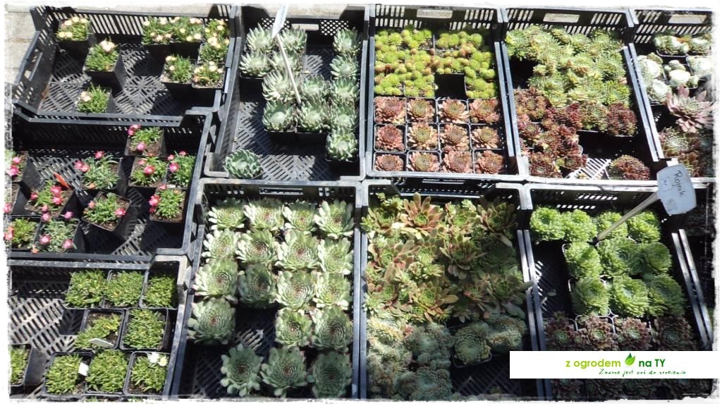 LATO_KWIATOWzogrodemnaty55