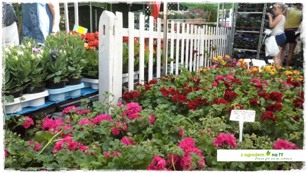 LATO_KWIATOWzogrodemnaty56