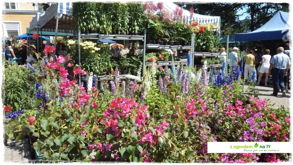 LATO_KWIATOWzogrodemnaty57