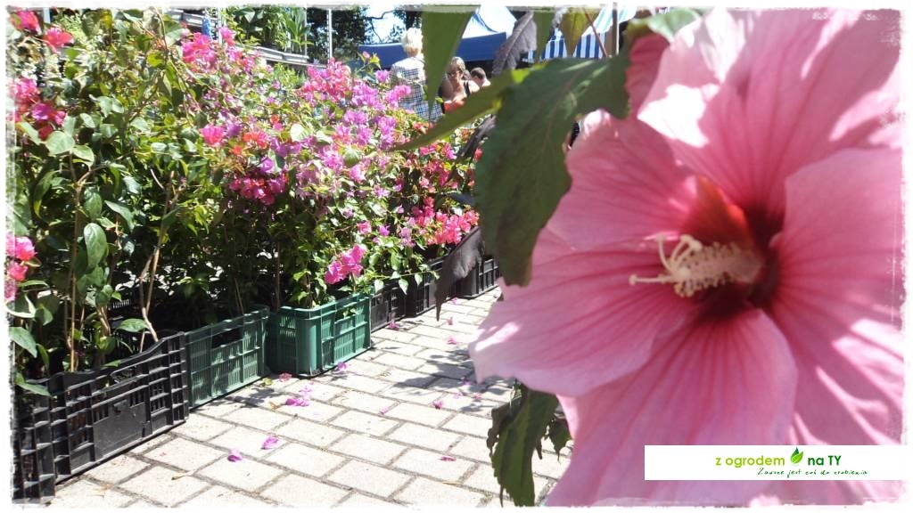 LATO_KWIATOWzogrodemnaty58