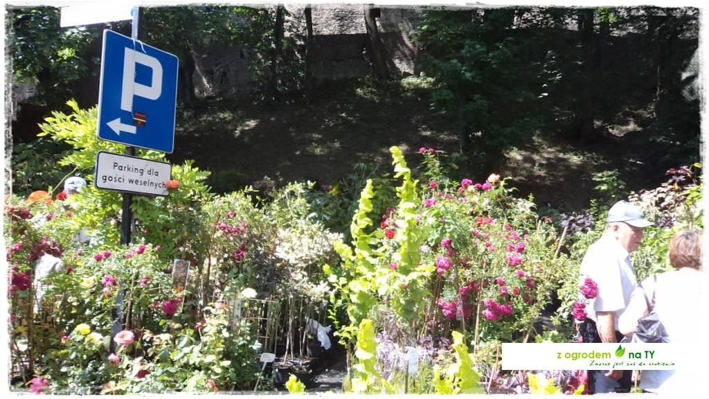 LATO_KWIATOWzogrodemnaty59