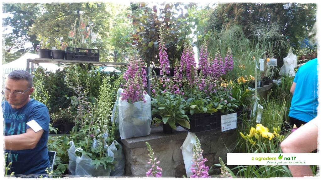 LATO_KWIATOWzogrodemnaty60