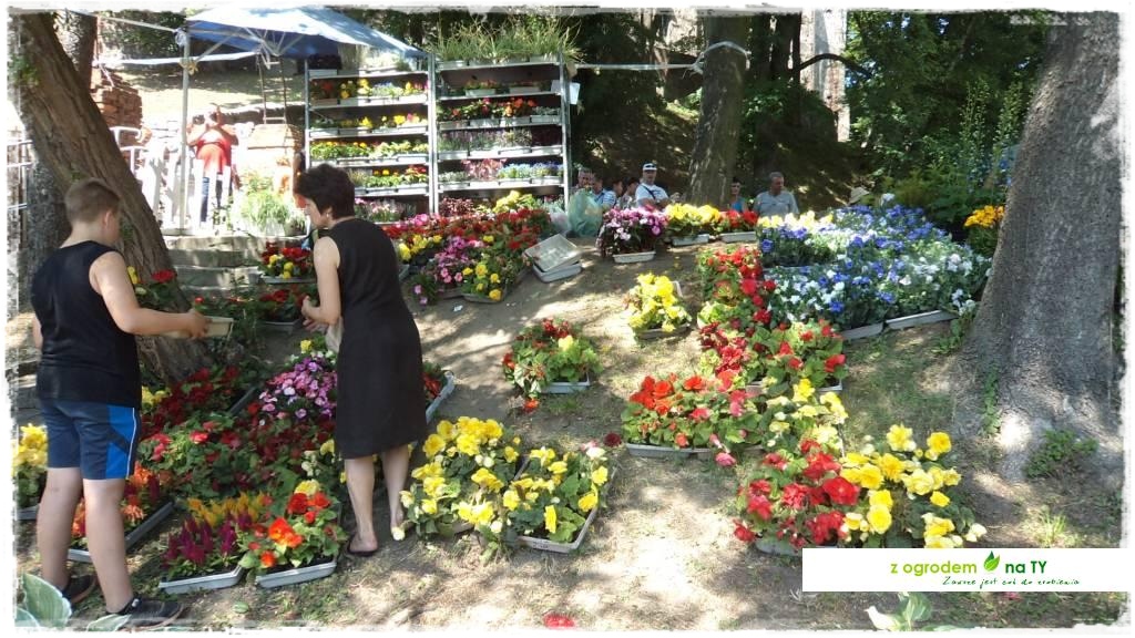 LATO_KWIATOWzogrodemnaty61