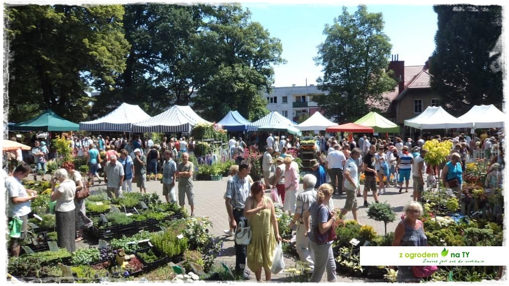 LATO_KWIATOWzogrodemnaty62