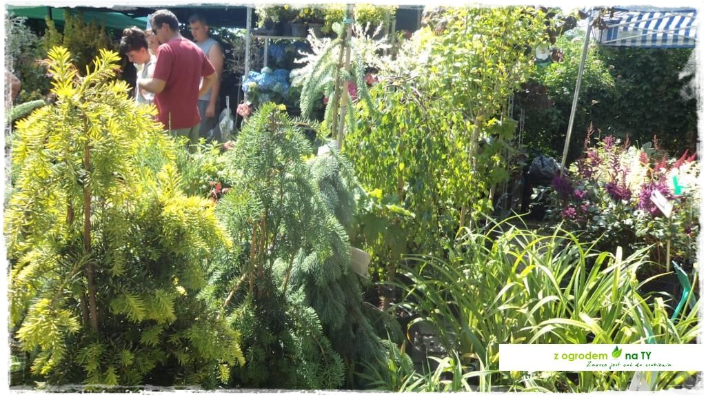 LATO_KWIATOWzogrodemnaty63