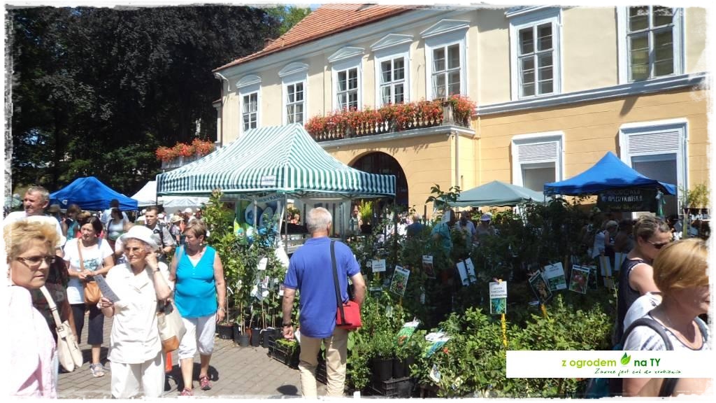 LATO_KWIATOWzogrodemnaty64