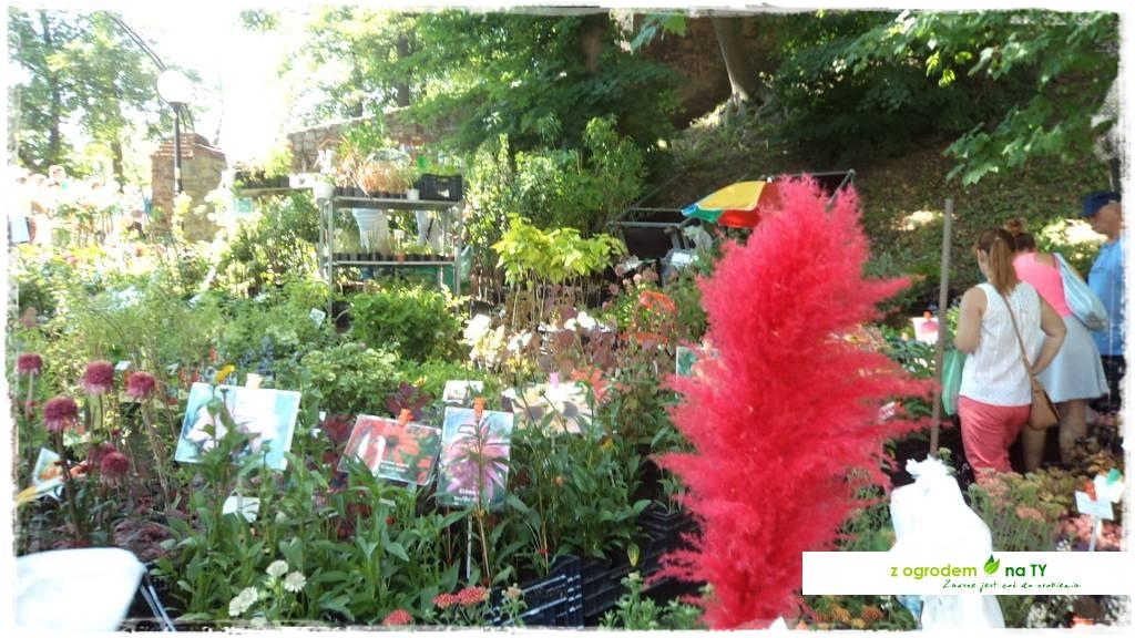 LATO_KWIATOWzogrodemnaty65