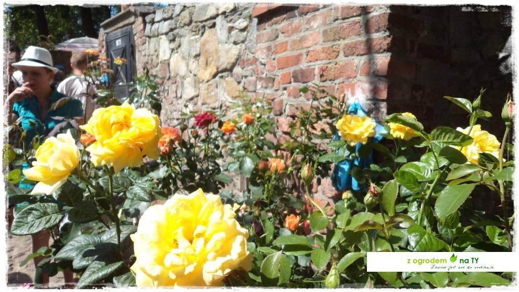 LATO_KWIATOWzogrodemnaty66