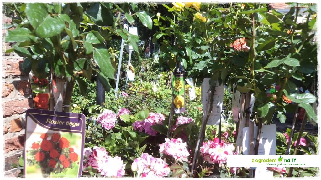 LATO_KWIATOWzogrodemnaty67