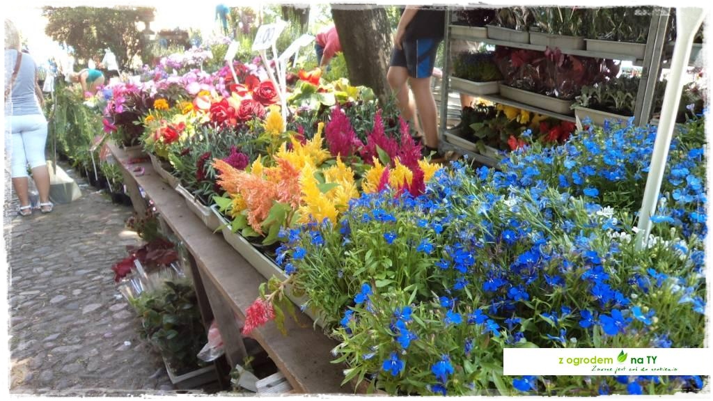 LATO_KWIATOWzogrodemnaty68