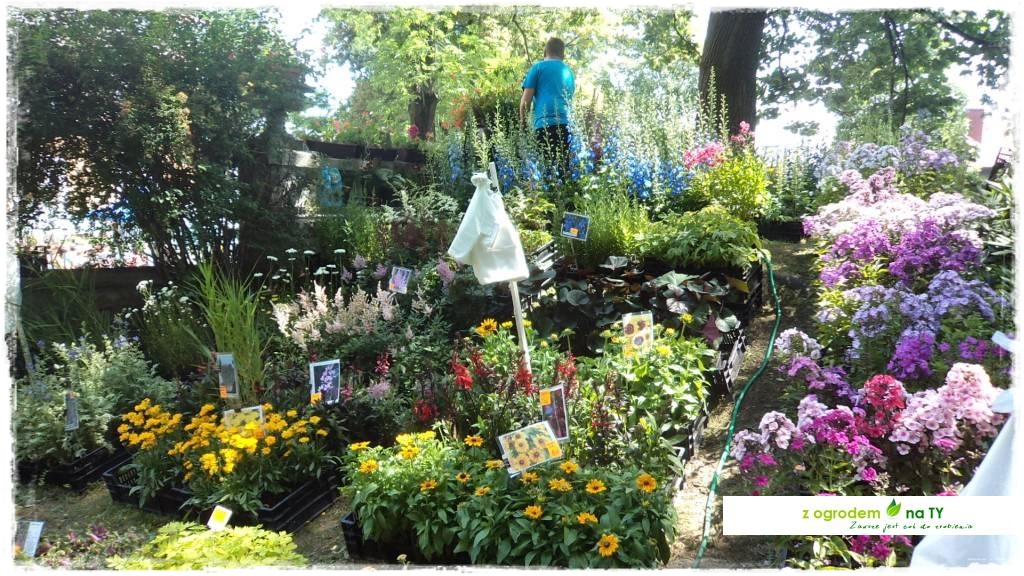 LATO_KWIATOWzogrodemnaty69