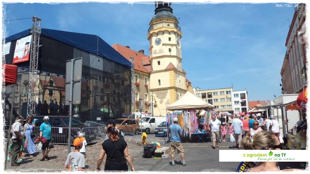 LATO_KWIATOWzogrodemnaty7