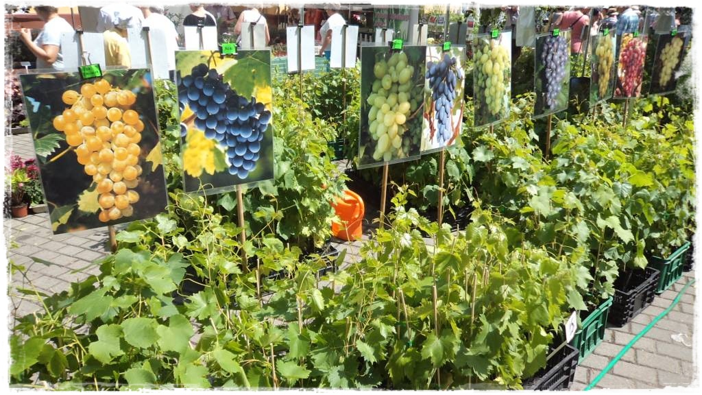 LATO_KWIATOWzogrodemnaty70