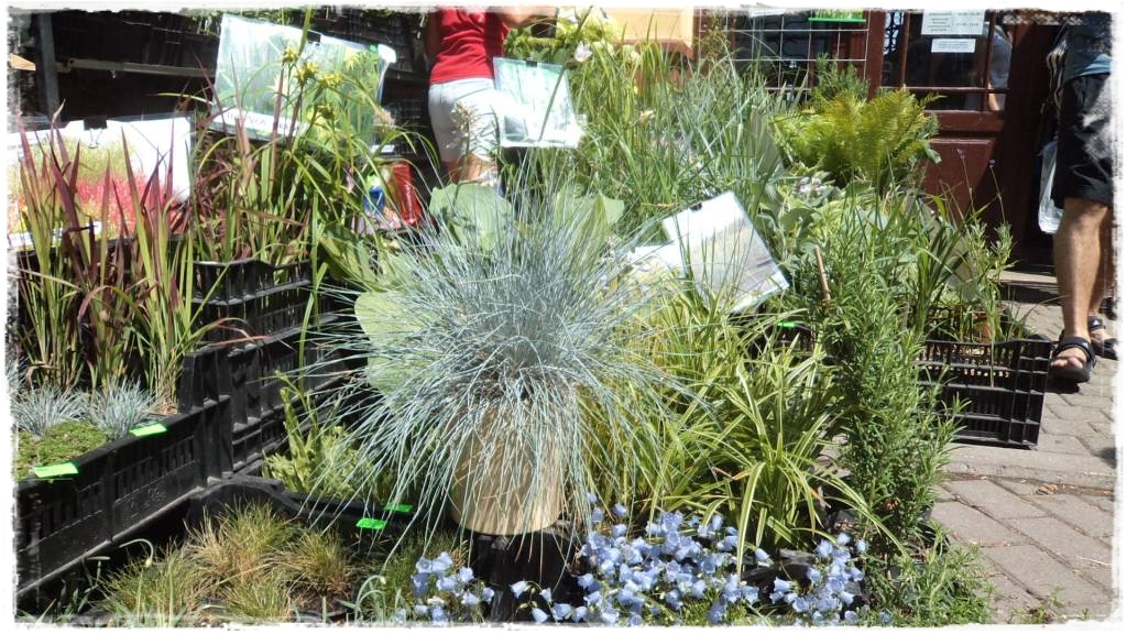 LATO_KWIATOWzogrodemnaty71