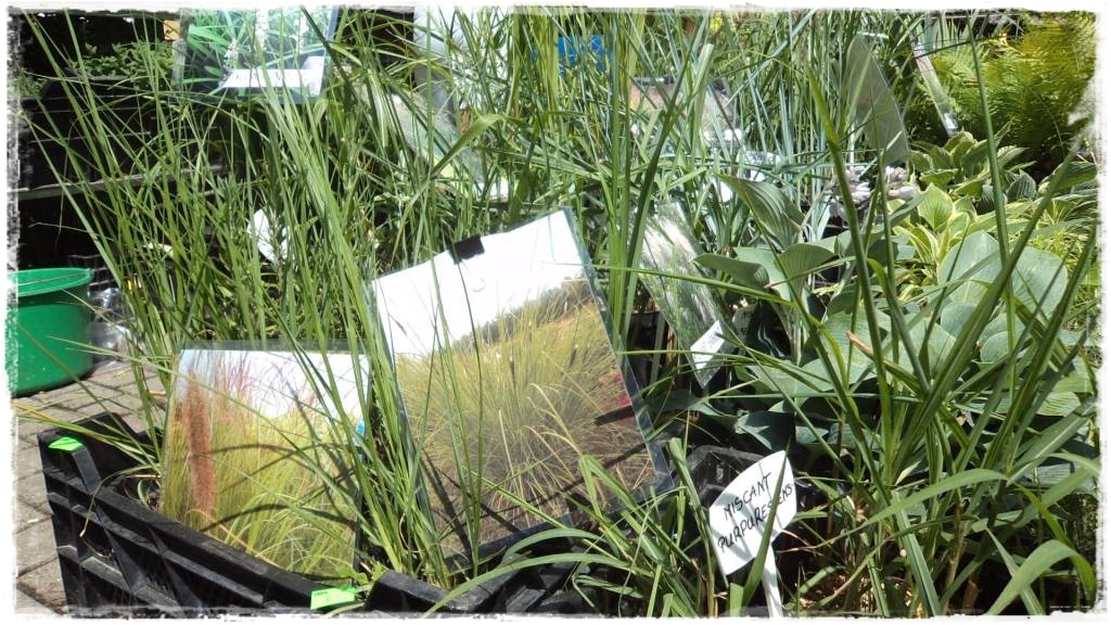 LATO_KWIATOWzogrodemnaty72