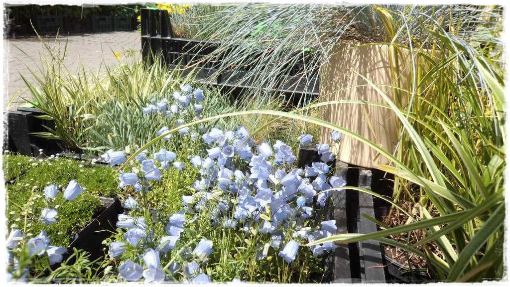 LATO_KWIATOWzogrodemnaty73