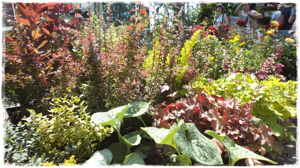 LATO_KWIATOWzogrodemnaty74