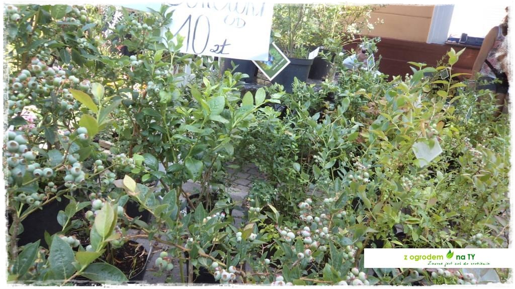 LATO_KWIATOWzogrodemnaty75