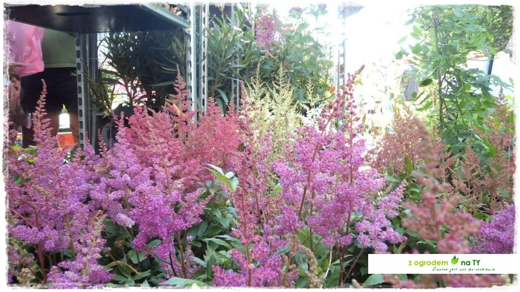 LATO_KWIATOWzogrodemnaty76