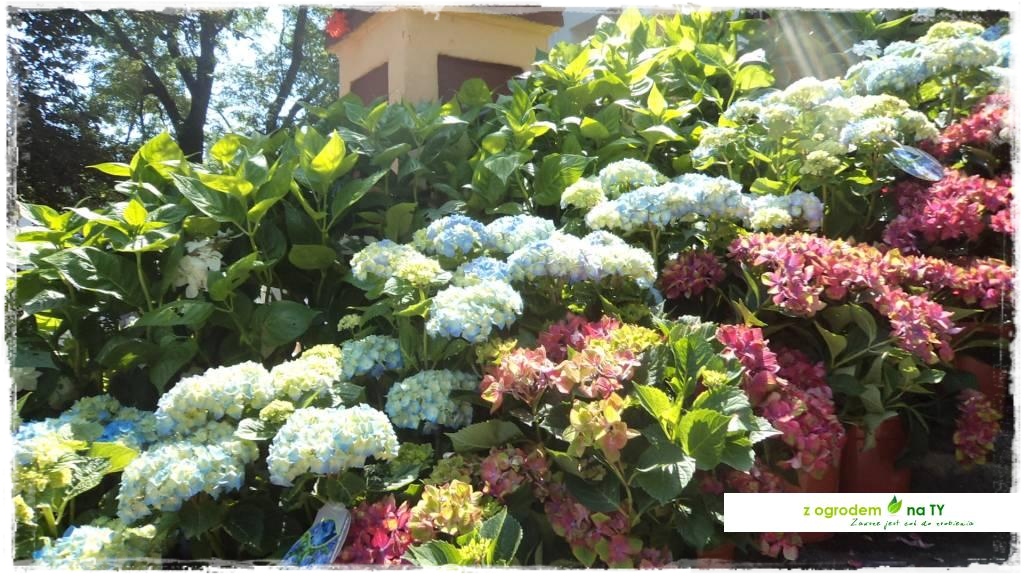 LATO_KWIATOWzogrodemnaty77