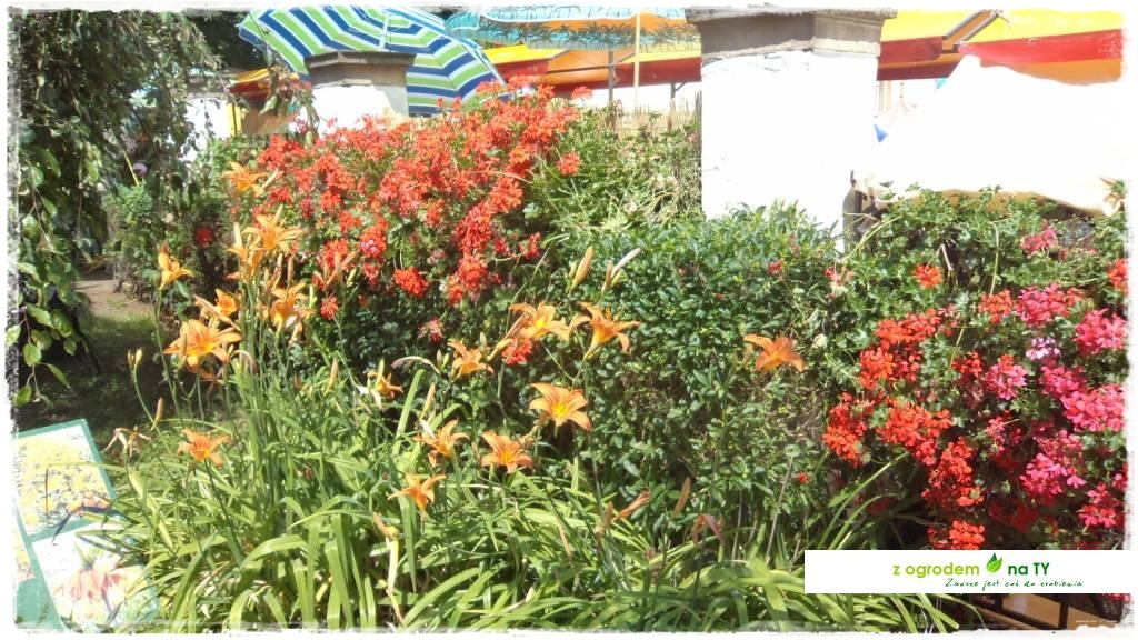 LATO_KWIATOWzogrodemnaty78