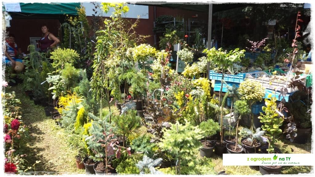 LATO_KWIATOWzogrodemnaty79