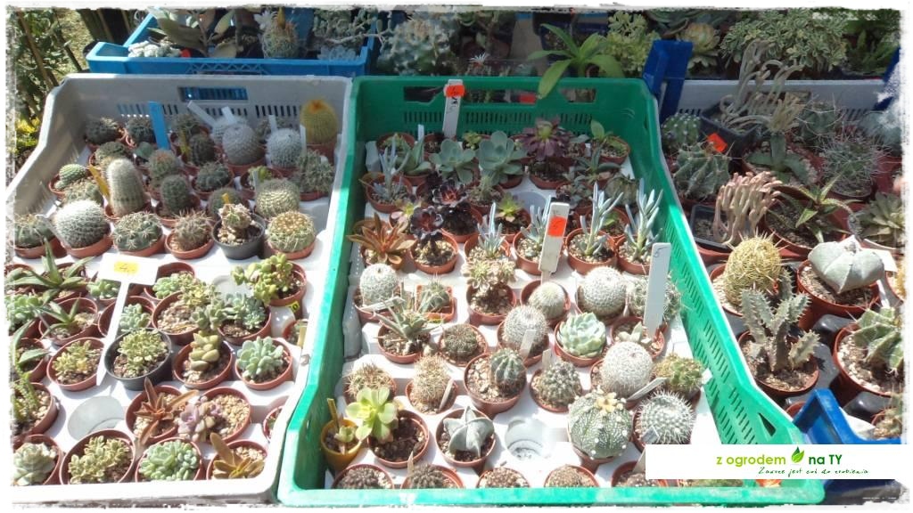 LATO_KWIATOWzogrodemnaty81